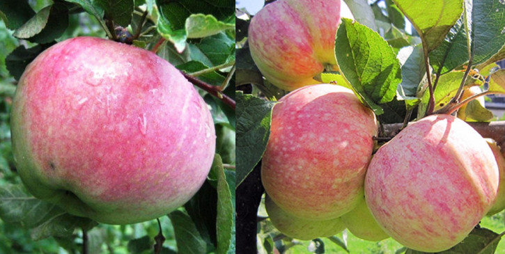 Duo Apfelbaum Aport + Konfetnoe, zwei Sorten Apfelbaum  (Malus domestica)