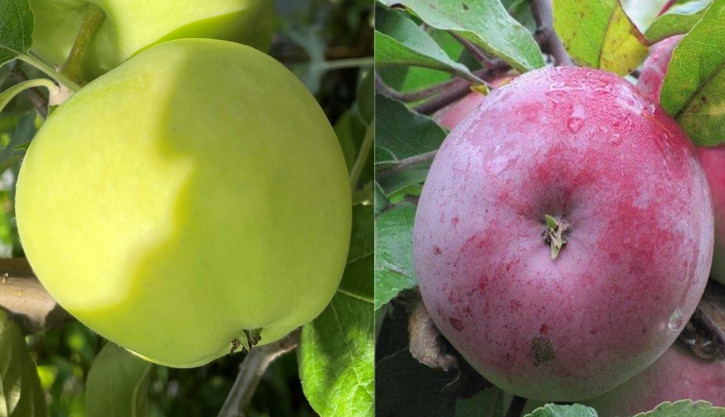 Familienbaum  Duo Apfelbaum 2-Sorten Apfelbaum Belyj Naliv+ Belarusskoe Malinovoe (Malus domestica)