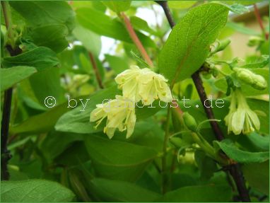 Gimolost, Mai/Honigbeere, Lonicera, Sibirische Blaubeere, 3 J. Pflanze 