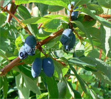 Gimolost, Mai/Honigbeere, Lonicera, Sibirische Blaubeere, 3 J. Pflanze 