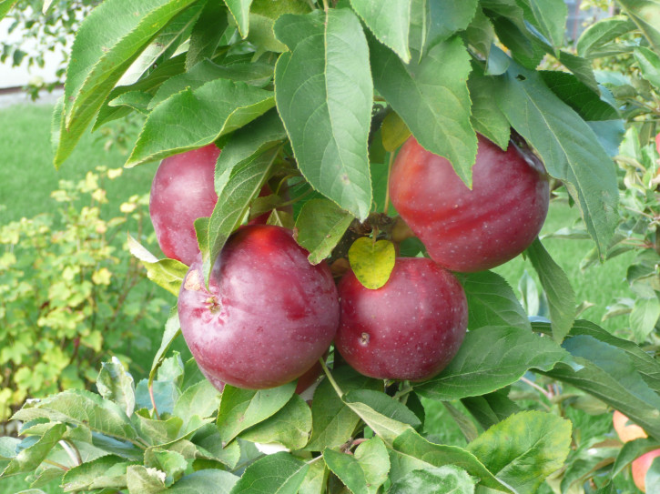 Säulen  Herbst Äpfel „INESE“ ®