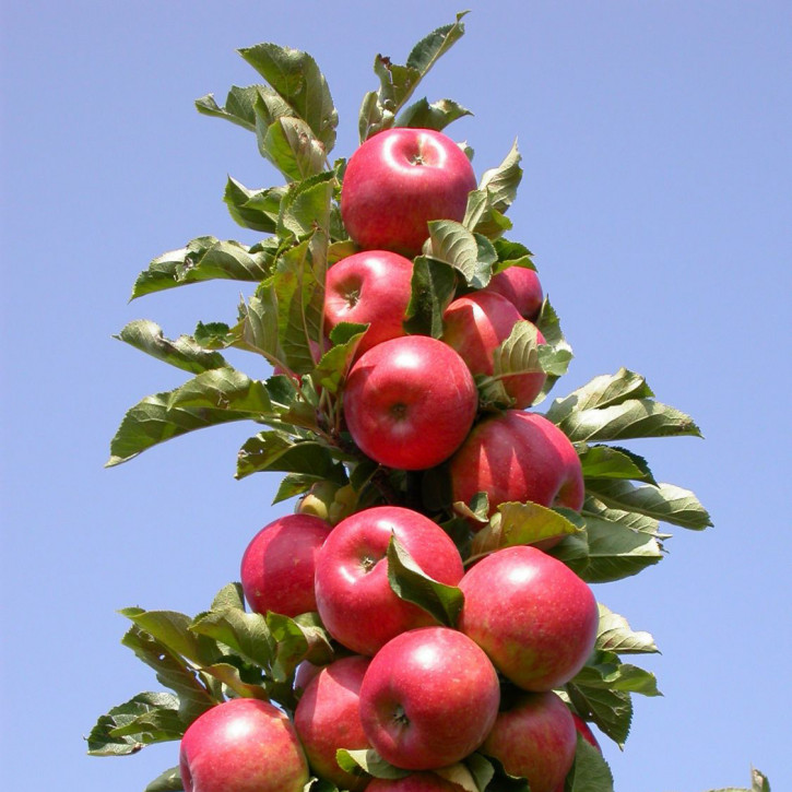 Säulenapfel Moskowskoe Ogerelje (Malus domestica)