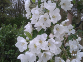 Грушовка (Malus domestica)