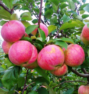 Duo Apfelbaum Desertnoe + Simirenko (Malus domestica)