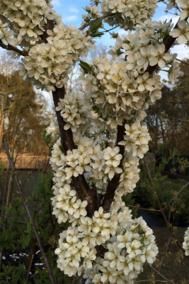 Sibirische Säulen-Pflaume Skoroplodnaja  (Prunus salicina)