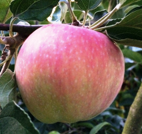 Duo Apfelbaum Aport + Konfetnoe, zwei Sorten Apfelbaum  (Malus domestica)