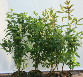 Gimolost Sibirien 4 Sorten Set    (Lonicera caerulea)