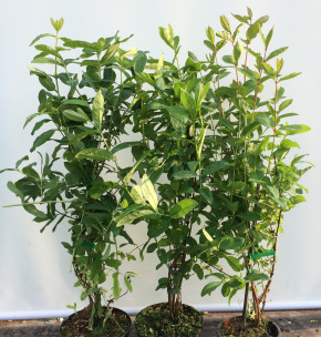 Gimolost Sibirien 3 Sorten Set    (Lonicera caerulea)