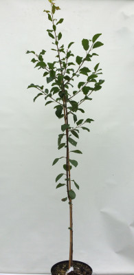 Uralskoe nalivnoe (Malus domestica x Malus prunifolia)