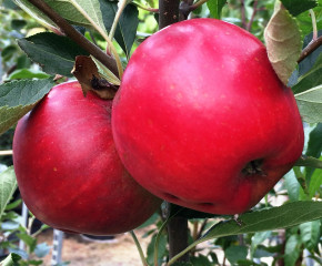 Katja + Konfetnoe Familienbaum-Duo Apfelbaum, Zwei Sorten Apfelbaum  (Malus domestica)