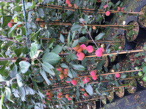 Kitaika DOLGO (Malus prunifolia)