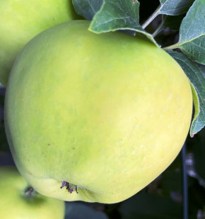 Familienapfelbaum Trio Apfelbaum Belyj Naliv + Aport Almaata + Limonka.  Drei Sorten Apfelbaum