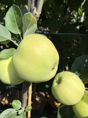 Familienbaum  Duo Apfelbaum 2-Sorten Apfelbaum Belyj Naliv+ Belarusskoe Malinovoe (Malus domestica)