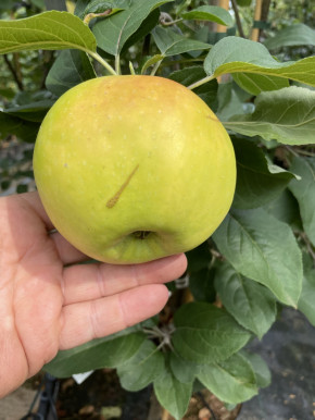 Familienapfelbaum Trio Apfelbaum Belyj Naliv + Aport Almaata + Limonka.  Drei Sorten Apfelbaum