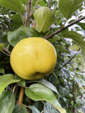 Лимонка+Столовка Семейное древо дуэтной яблони (Malus domestica)