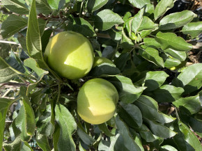 Säulenapfel Nataluschka (Malus domestica)