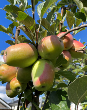 Apfel Candil Sinap