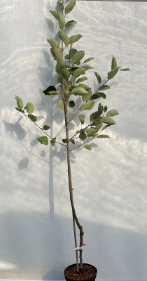 ЯБЛОНЯ КАТЯ (Malus domestica)