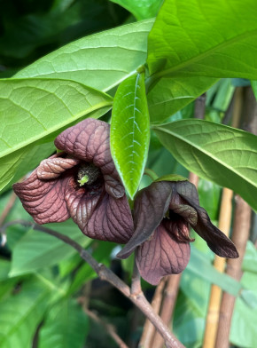 Asimina triloba Prima ca. 80/100 cm.