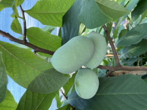 Asimina triloba Prima ca. 80/100 cm.