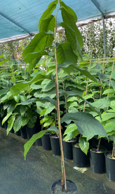 Asimina triloba Prima ca. 80/100 cm.