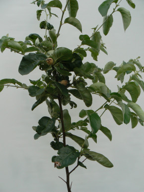 Двойная Сладкая Айва, Айва Ширин, двойная Айва, 2 сорта на одном Дереве Ширин + Крымская (Cydonia oblonga)