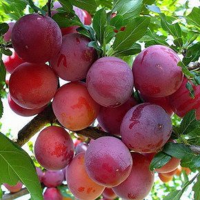 Sibirische Säulen-Pflaume Skoroplodnaja  (Prunus salicina)