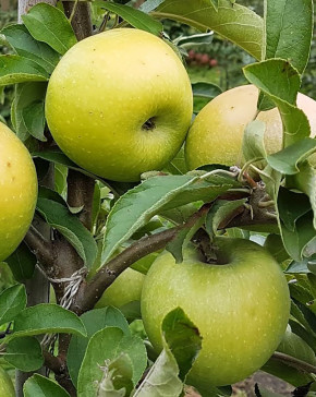 Duo Apfelbaum Desertnoe + Simirenko (Malus domestica)