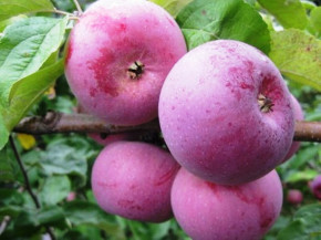 Familienbaum  Duo Apfelbaum 2-Sorten Apfelbaum Belyj Naliv+ Belarusskoe Malinovoe (Malus domestica)