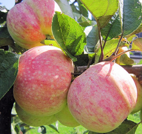 Katja + Konfetnoe Familienbaum-Duo Apfelbaum, Zwei Sorten Apfelbaum  (Malus domestica)