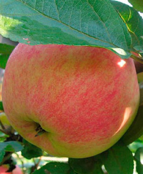 Apfel  Konfetnoe Sommerapfel